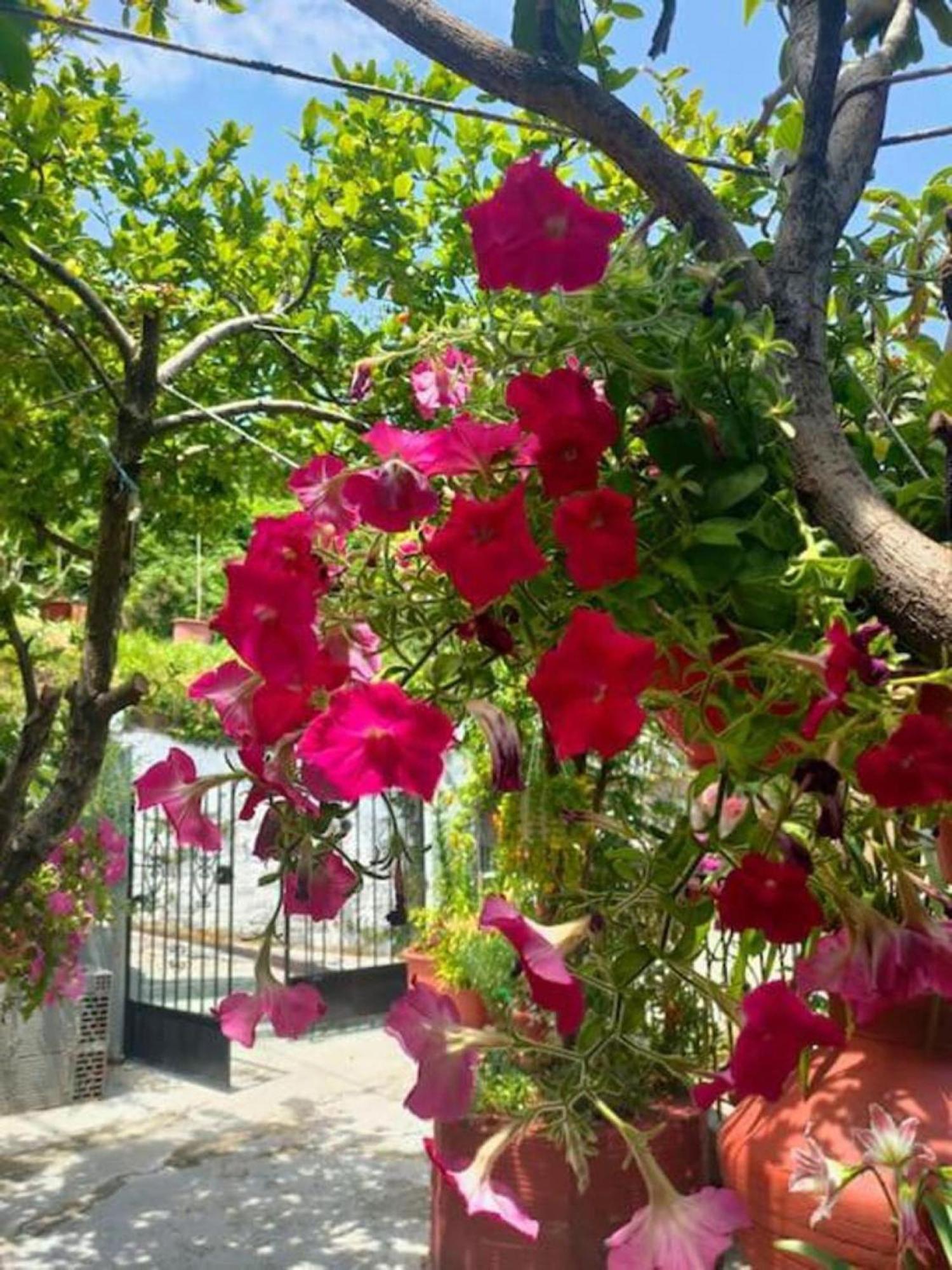 Hara'S House Pelion Apartment Makrirrakhi Bagian luar foto